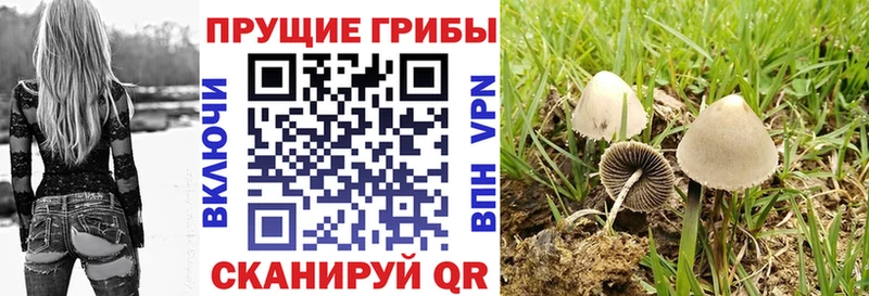 Галлюциногенные грибы Psilocybe  Нея 
